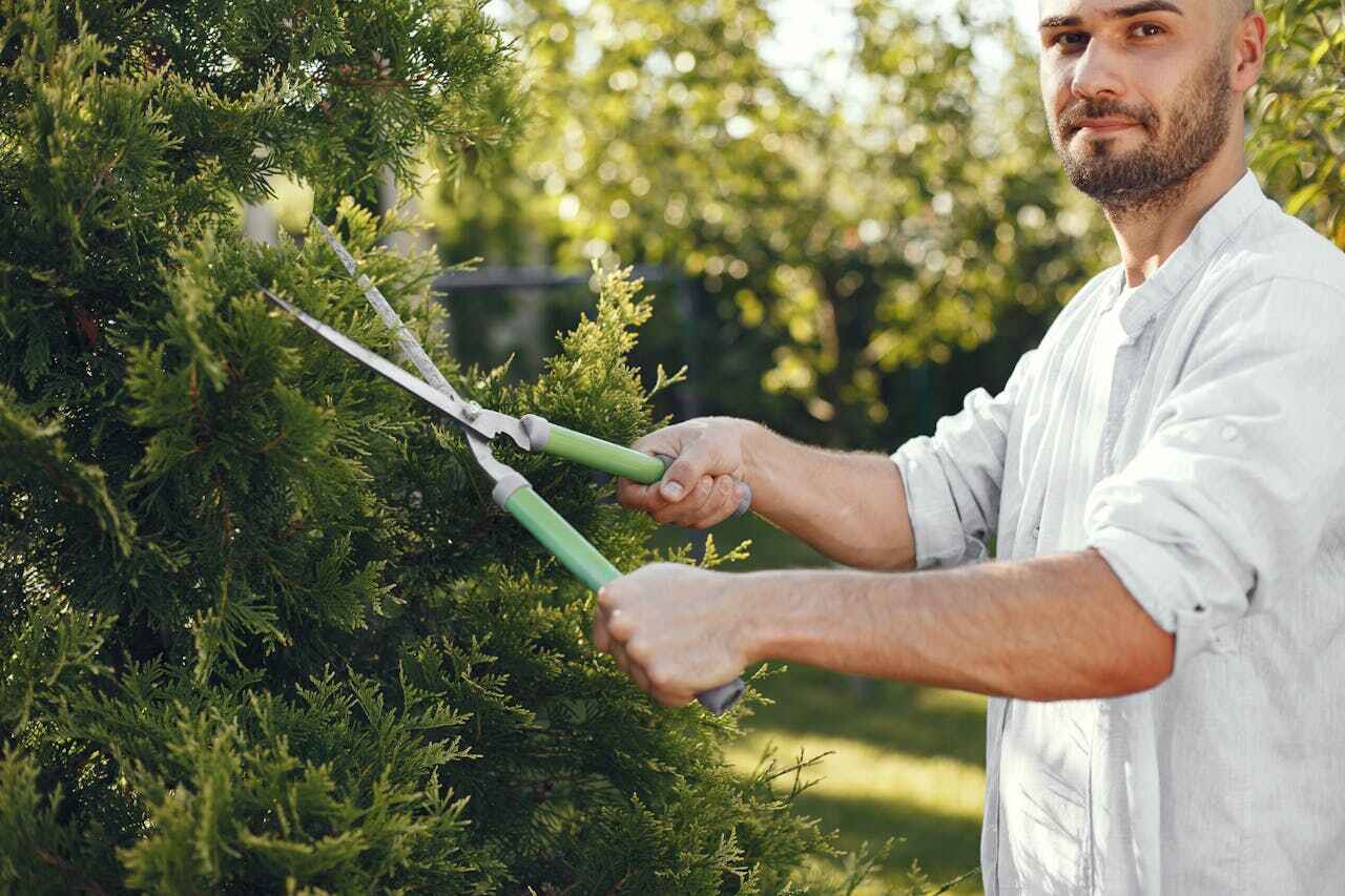 Residential Tree Removal in Orange Cove, CA